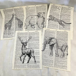 Set of 5 Animals Dictionary Prints