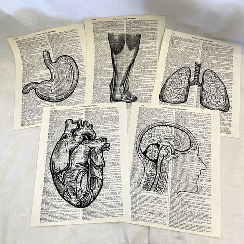 Set of 5 Vintage Anatomy Dictionary Prints