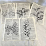 Set of 5 Plants Dictionary Prints